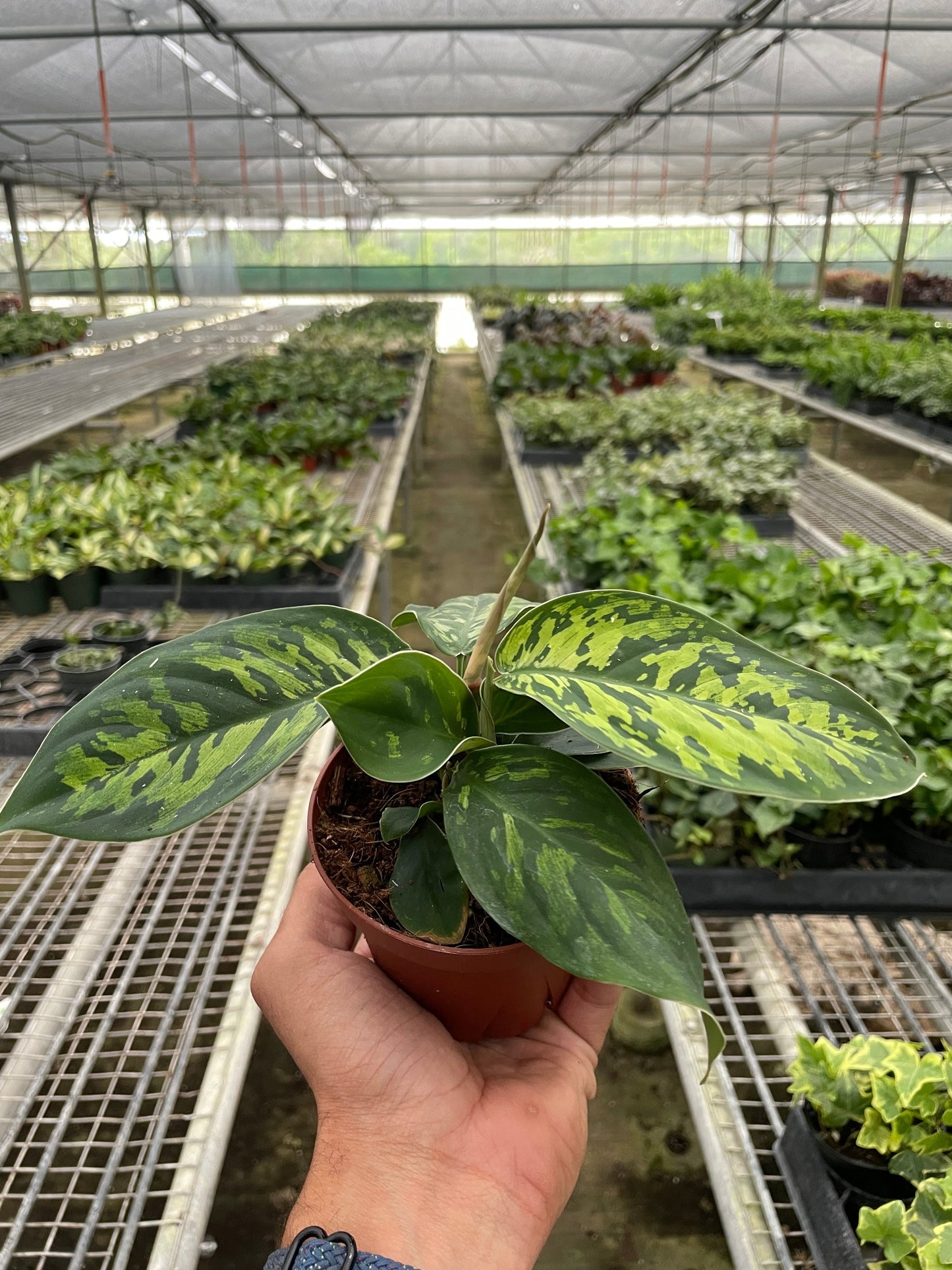 Adelonema wallisii