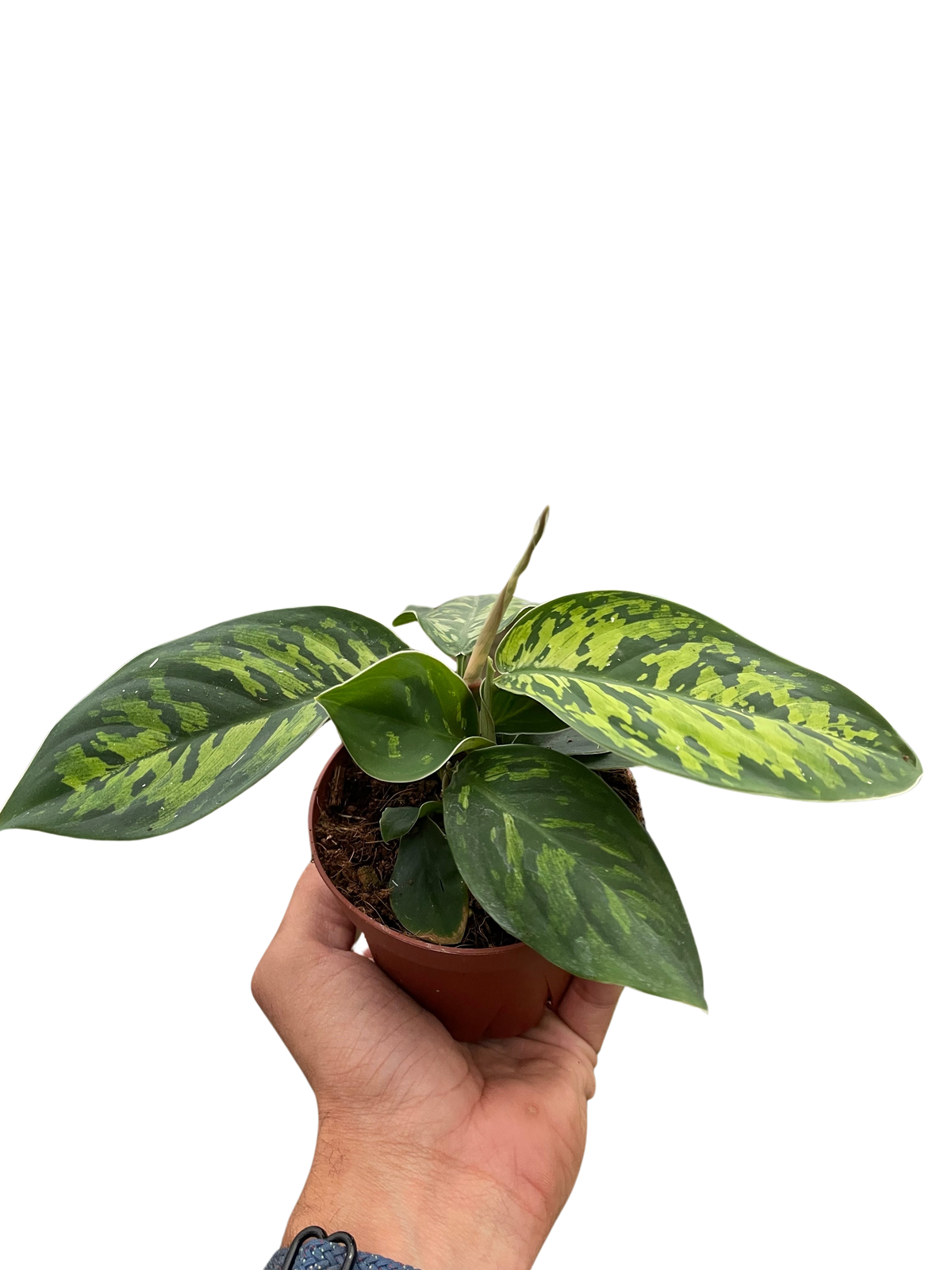 Adelonema wallisii