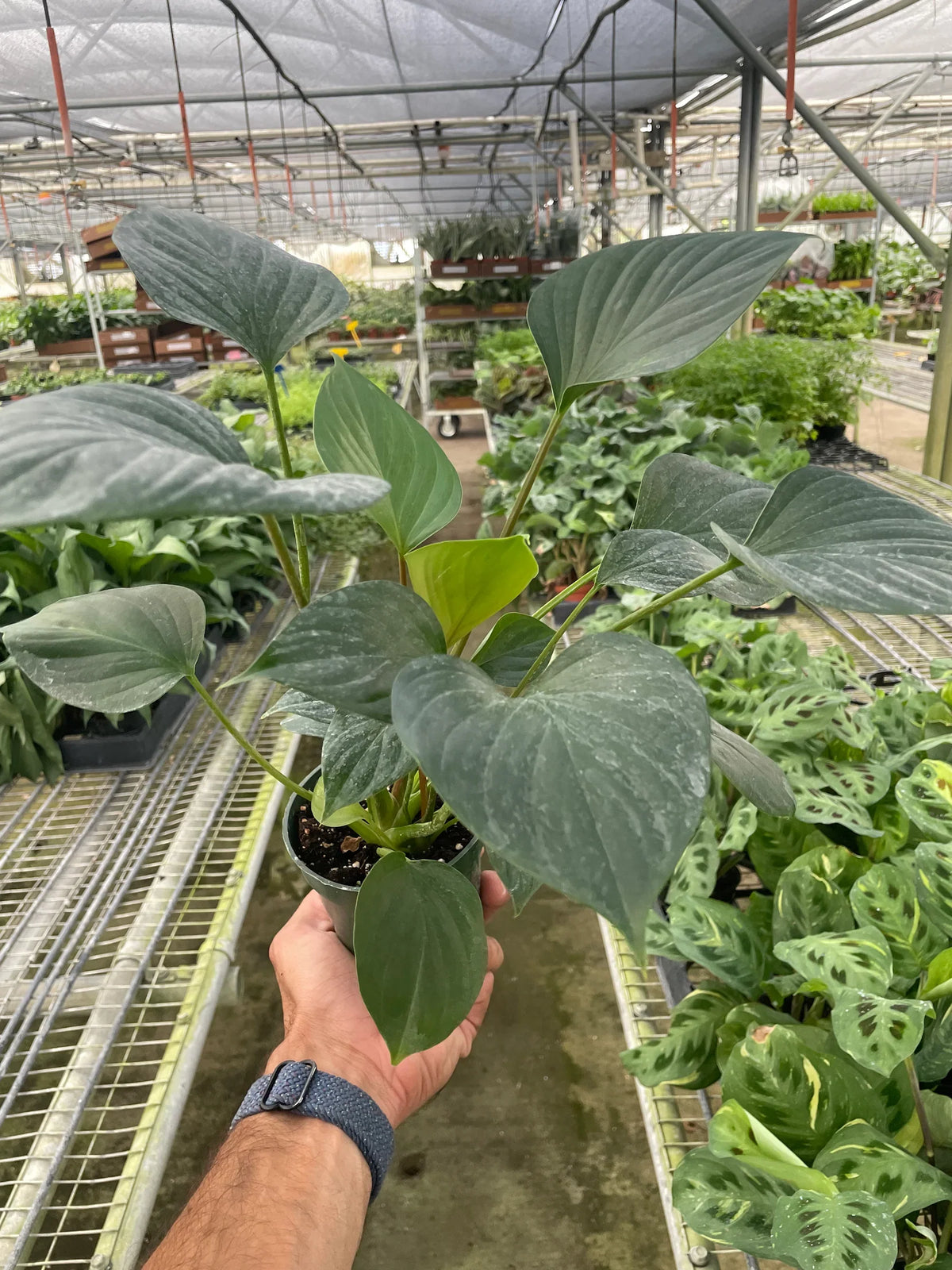 Emerald Gem Plant