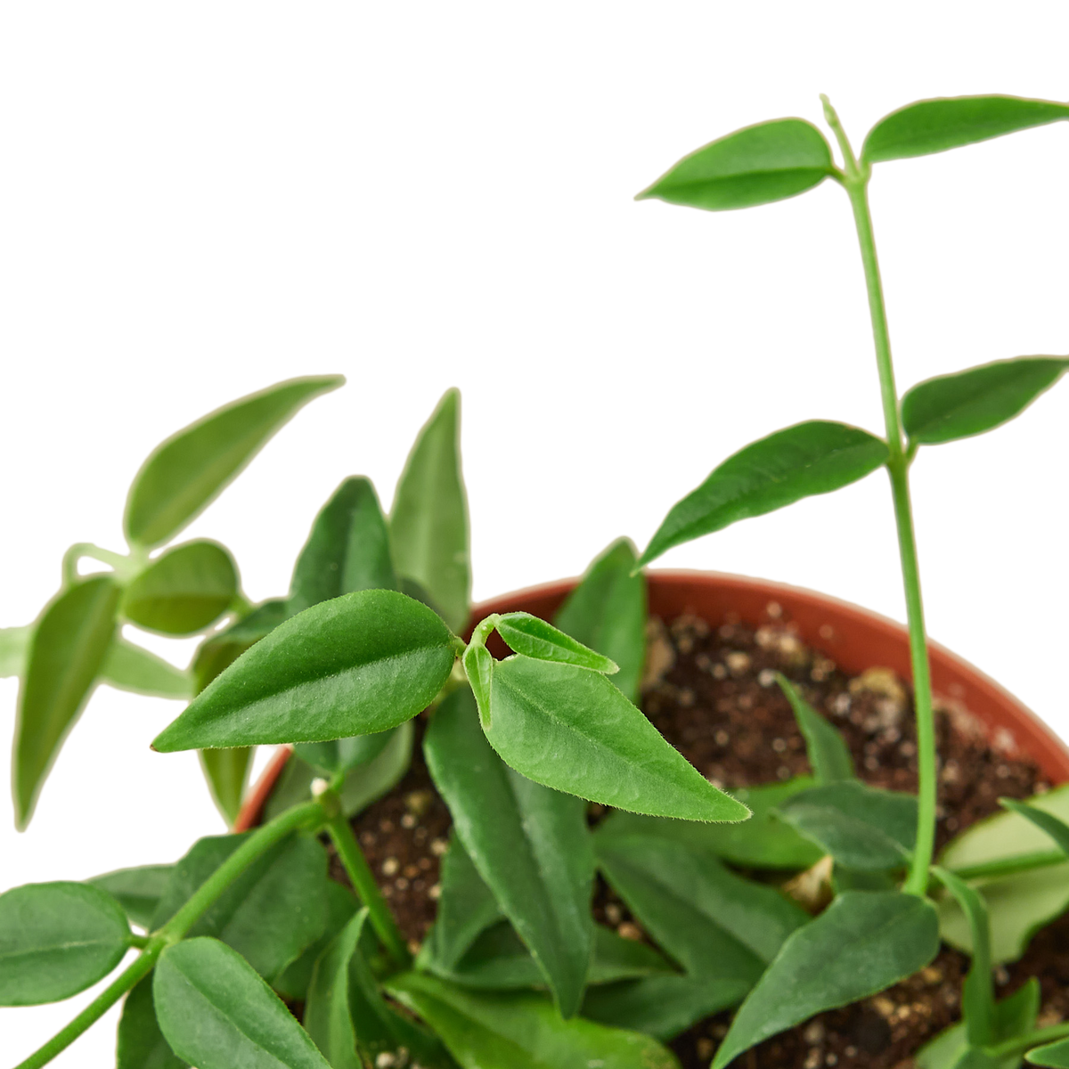 Hoya bella