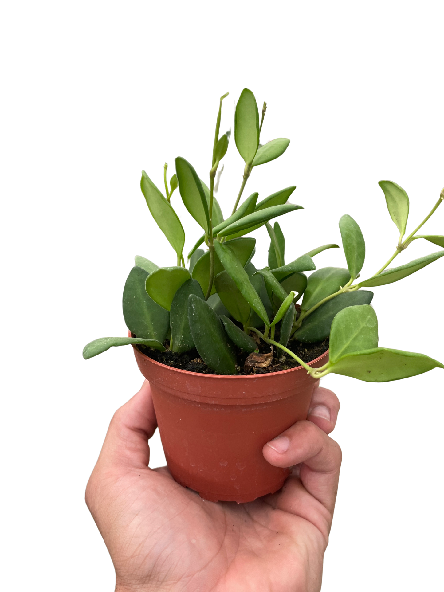 Hoya 'Chouke'