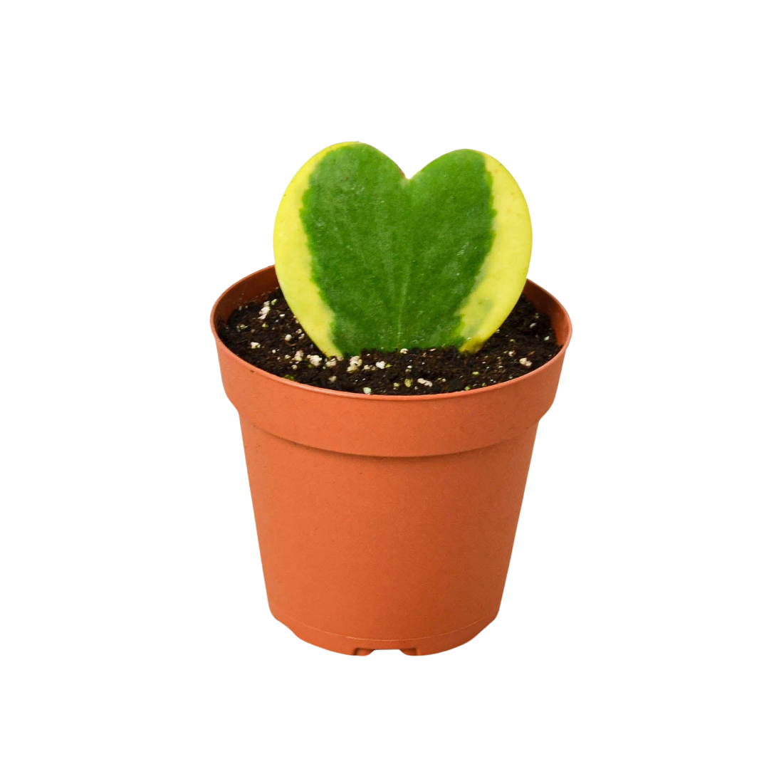 Variegated Sweetheart Hoya