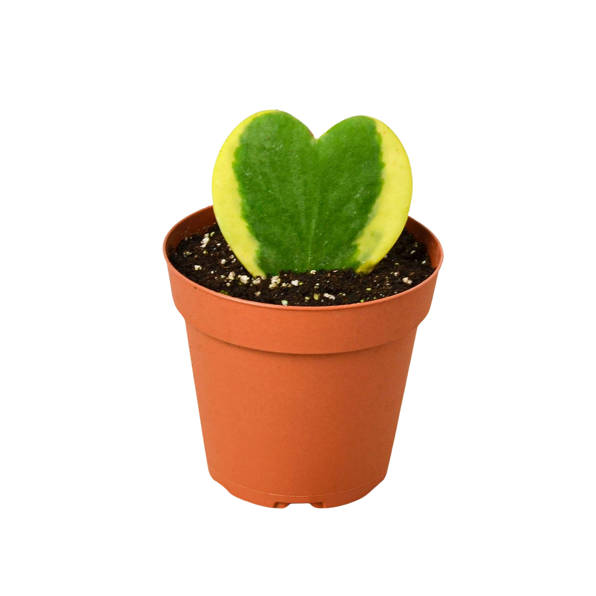 Variegated Sweetheart Hoya