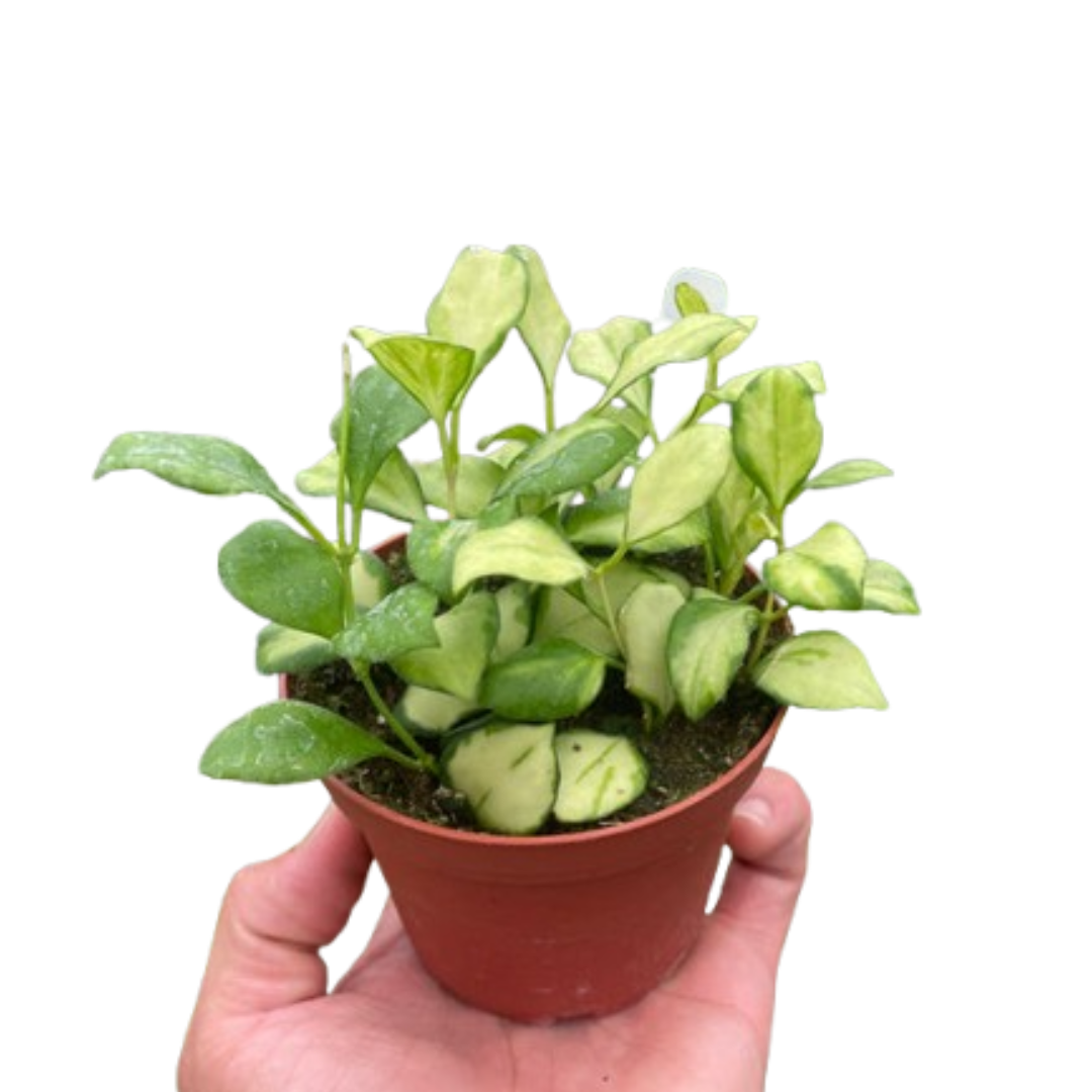 Variegated Hoya heuschkeliana