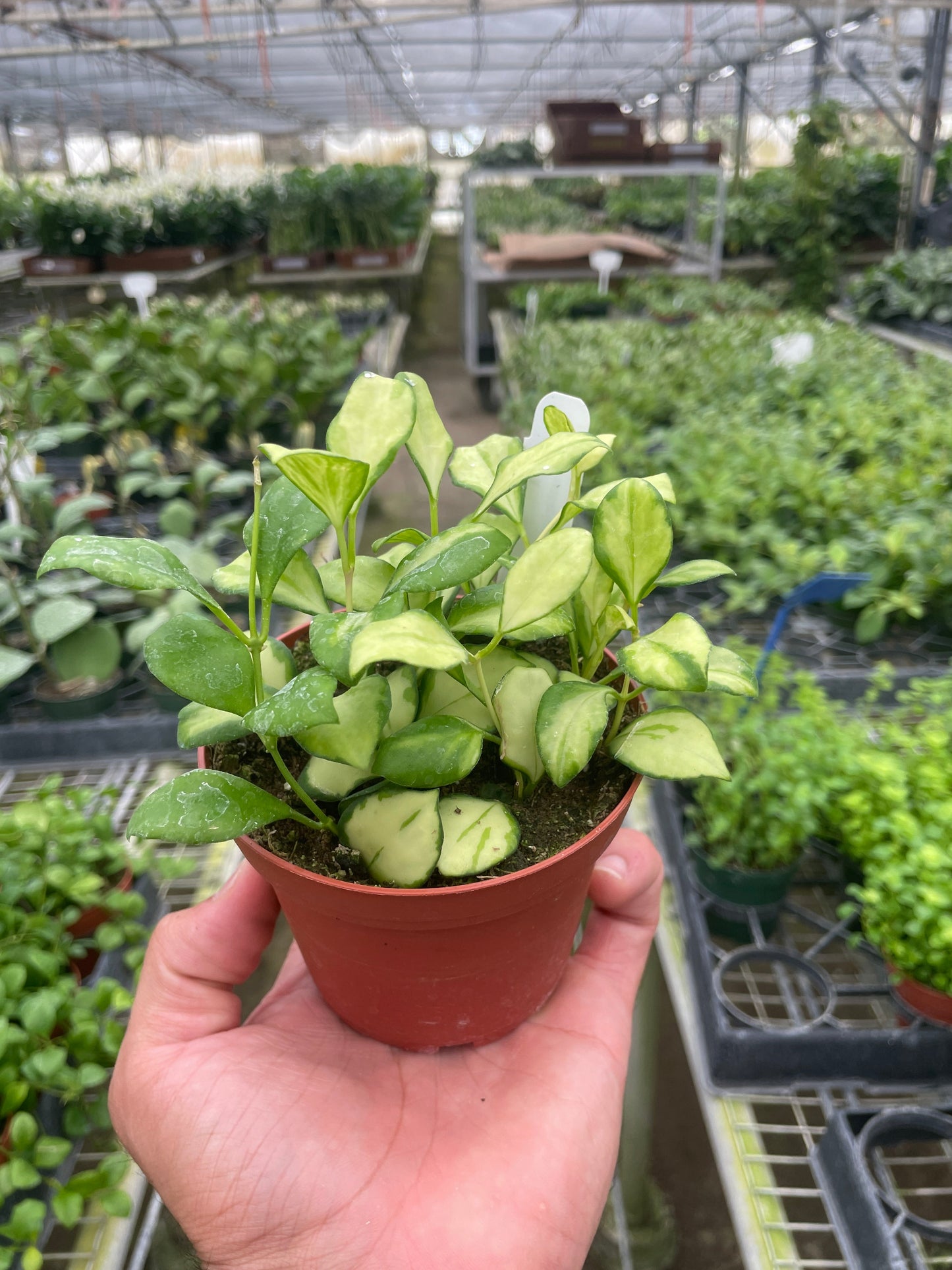 Variegated Hoya heuschkeliana