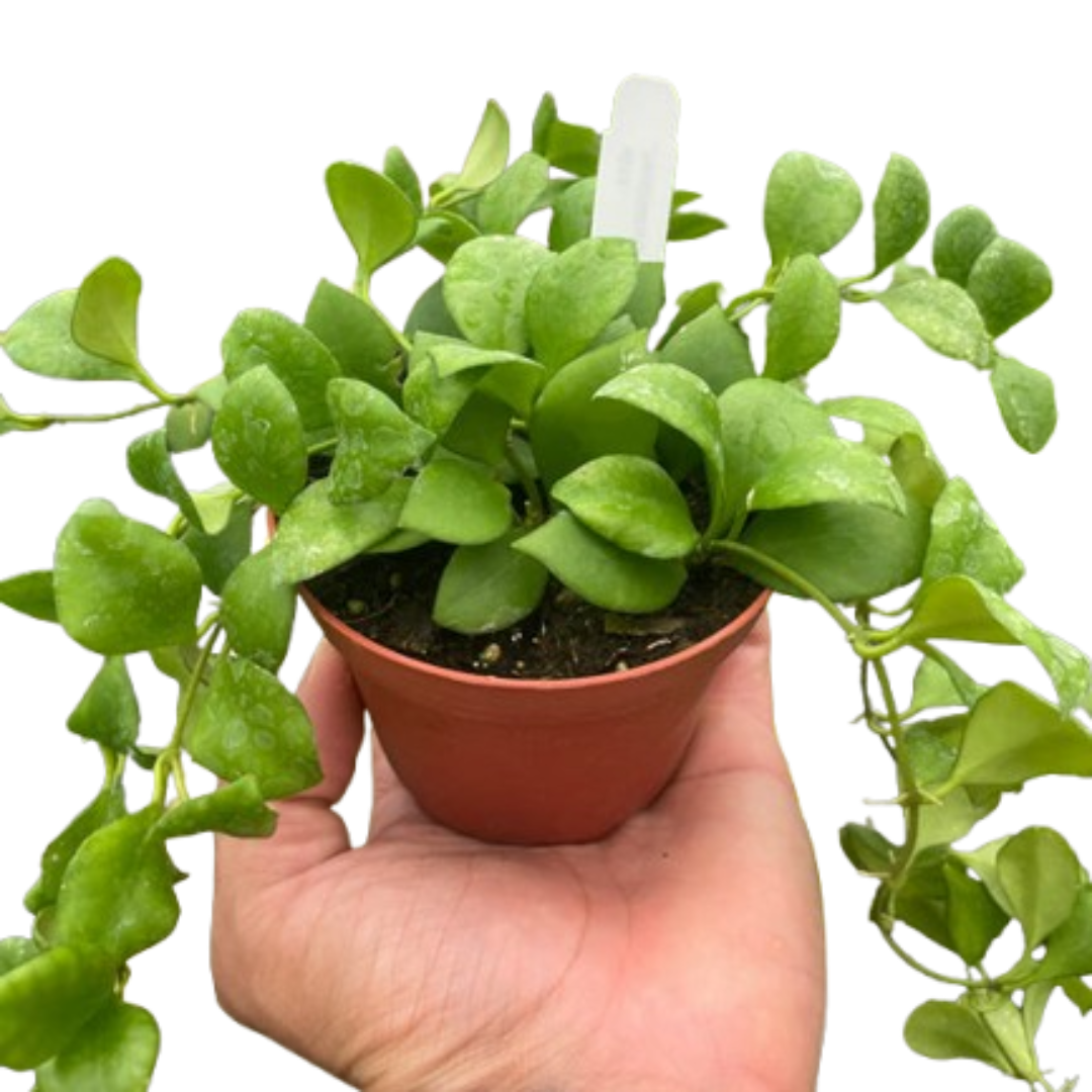 Hoya heuschkeliana