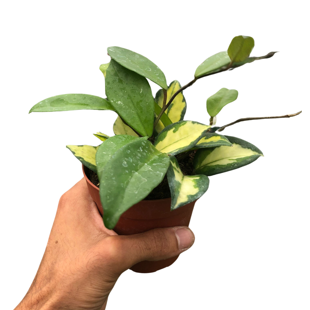 Hoya 'Krimson Princess'