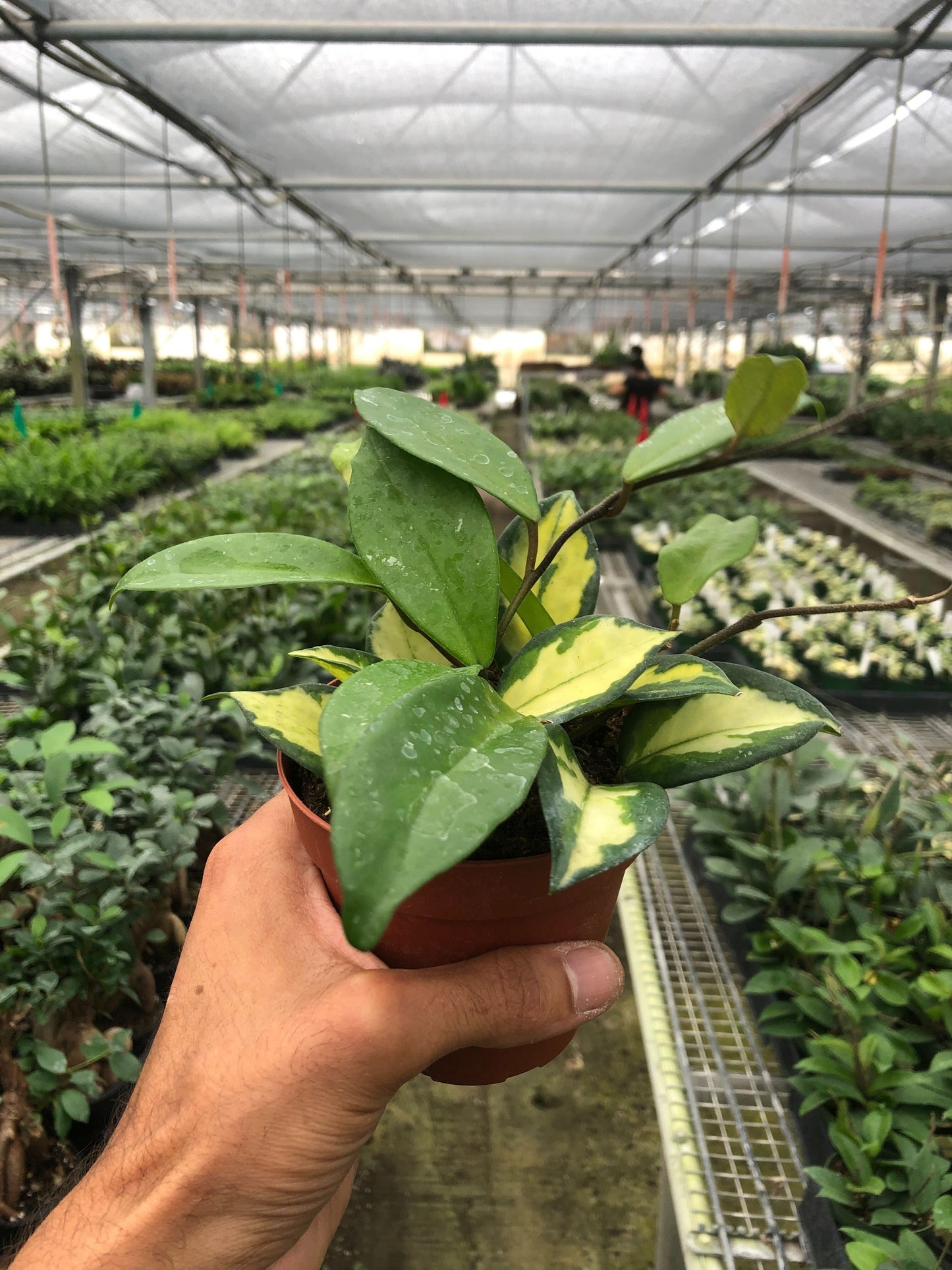 Hoya 'Krimson Princess'