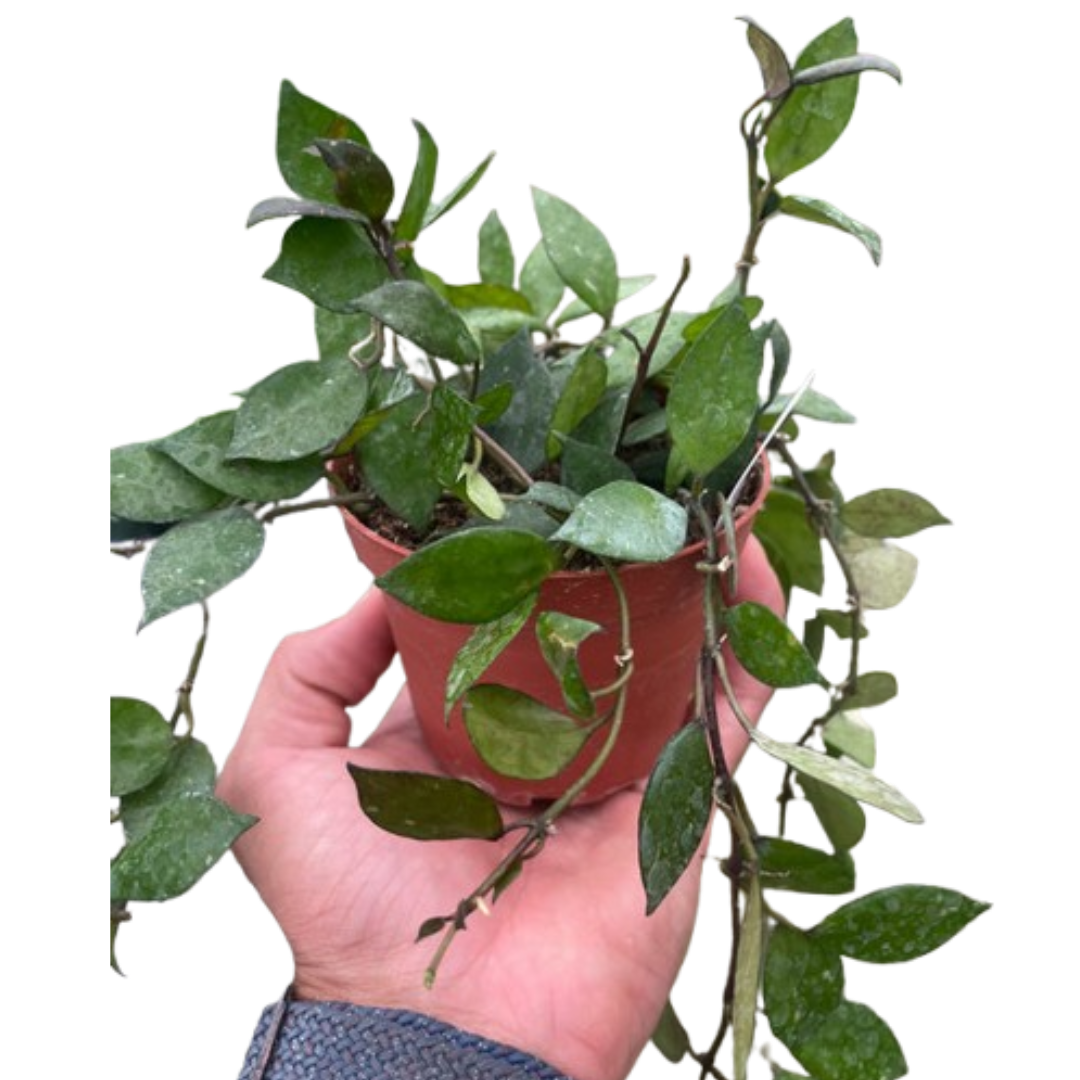 Hoya krohniana 'Black'