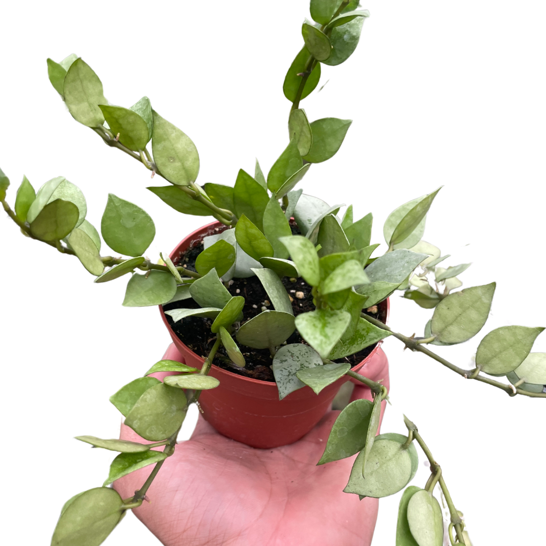 Hoya Super Silver