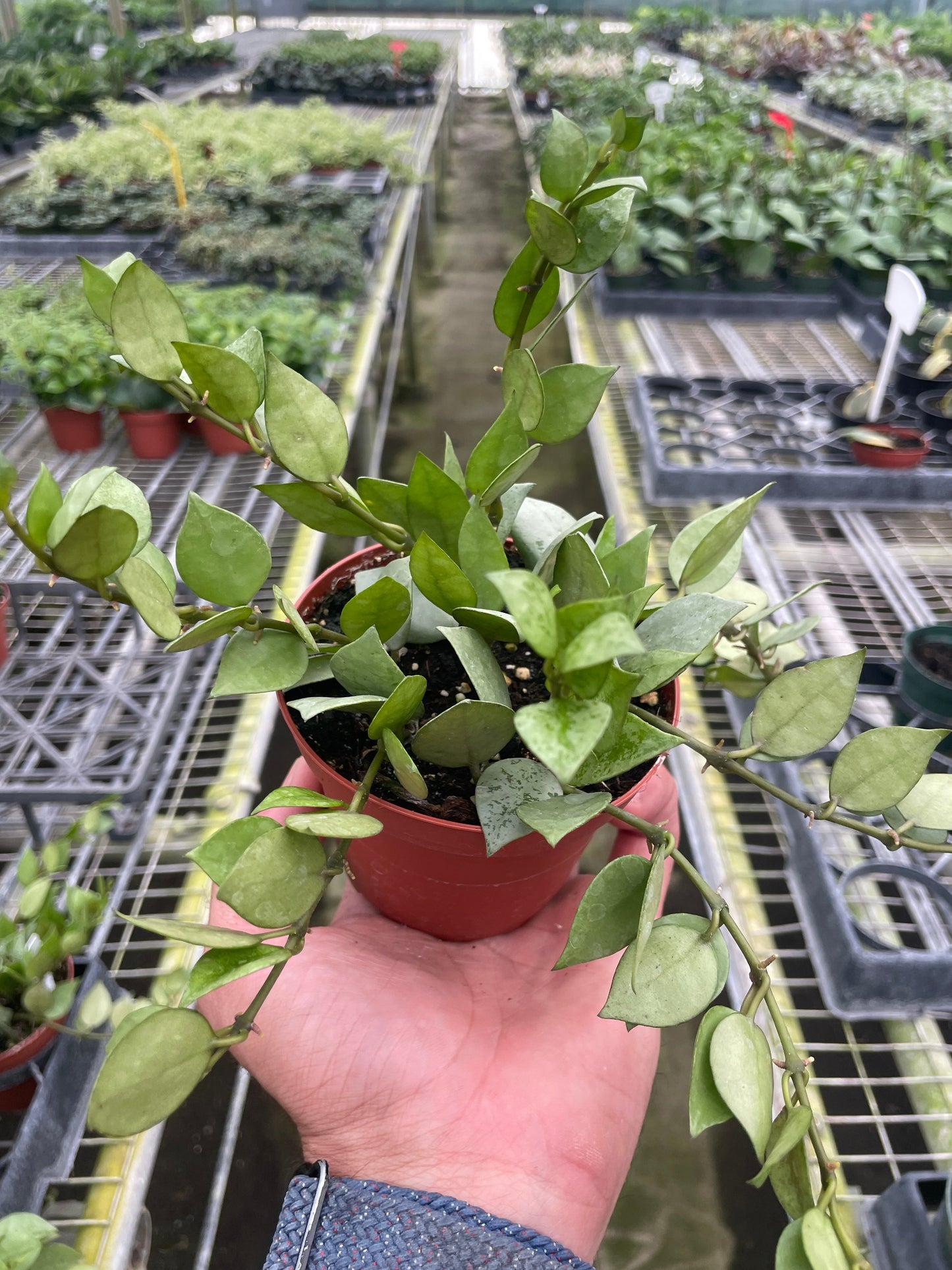 Hoya Super Silver