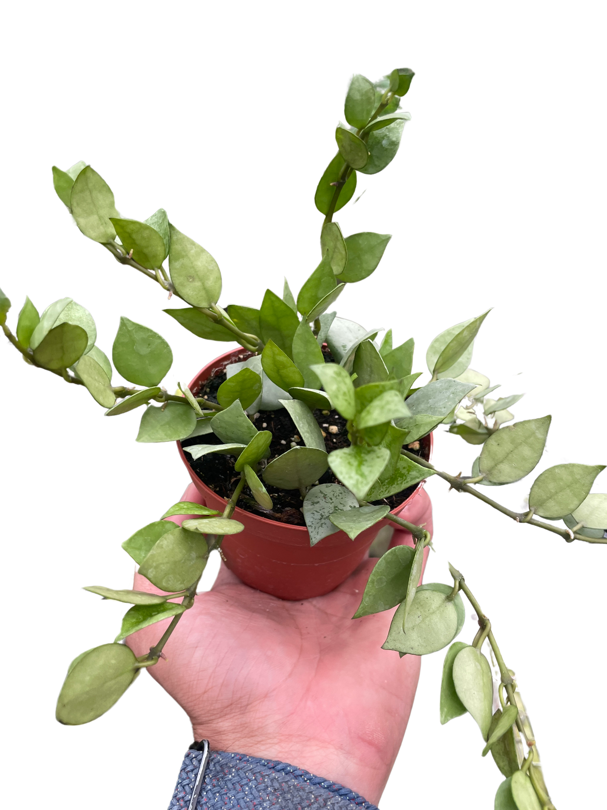Hoya Super Silver
