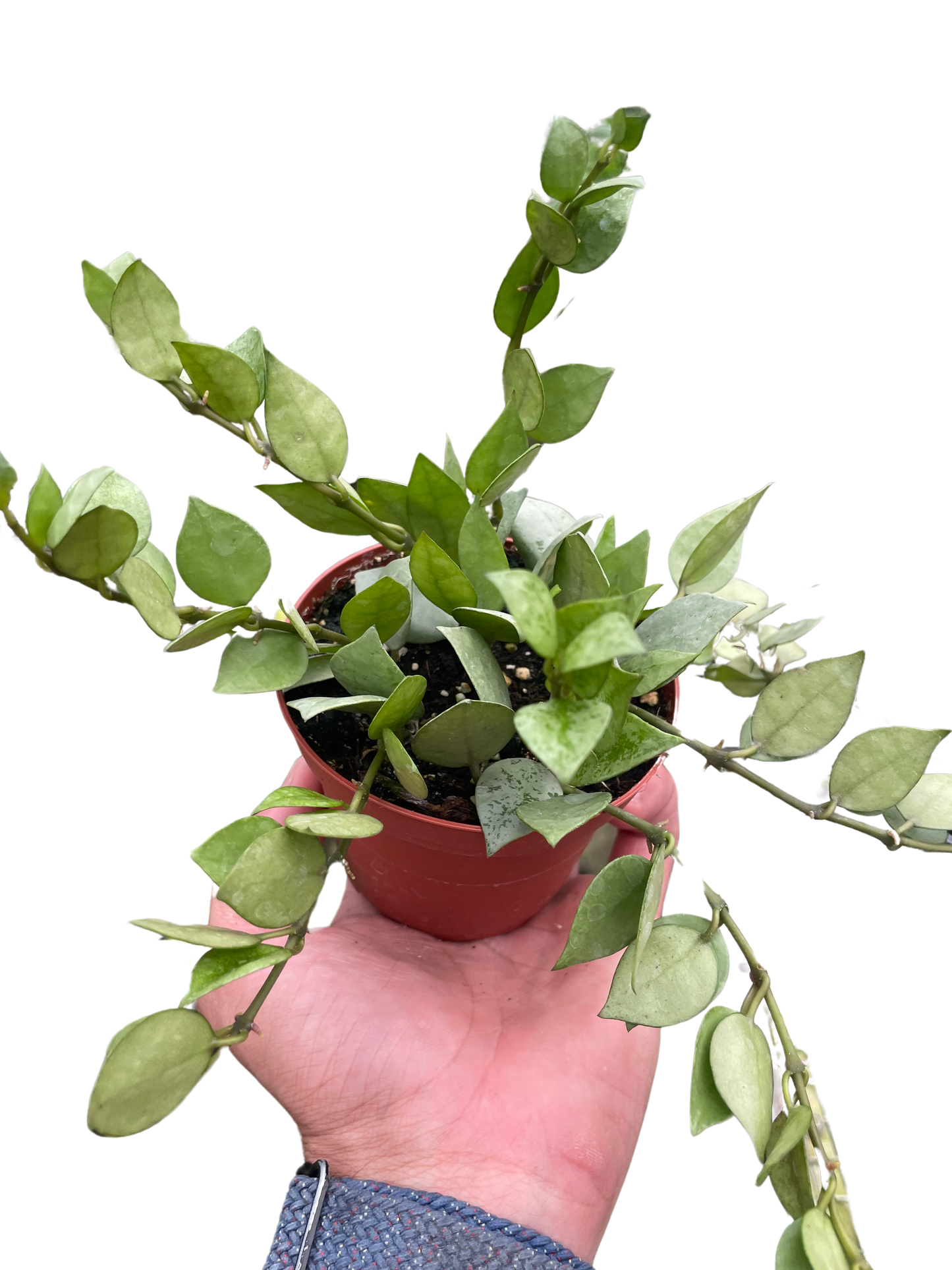 Hoya Super Silver
