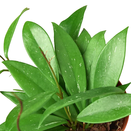 Hoya pubicalyx