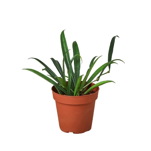 String Bean Hoya