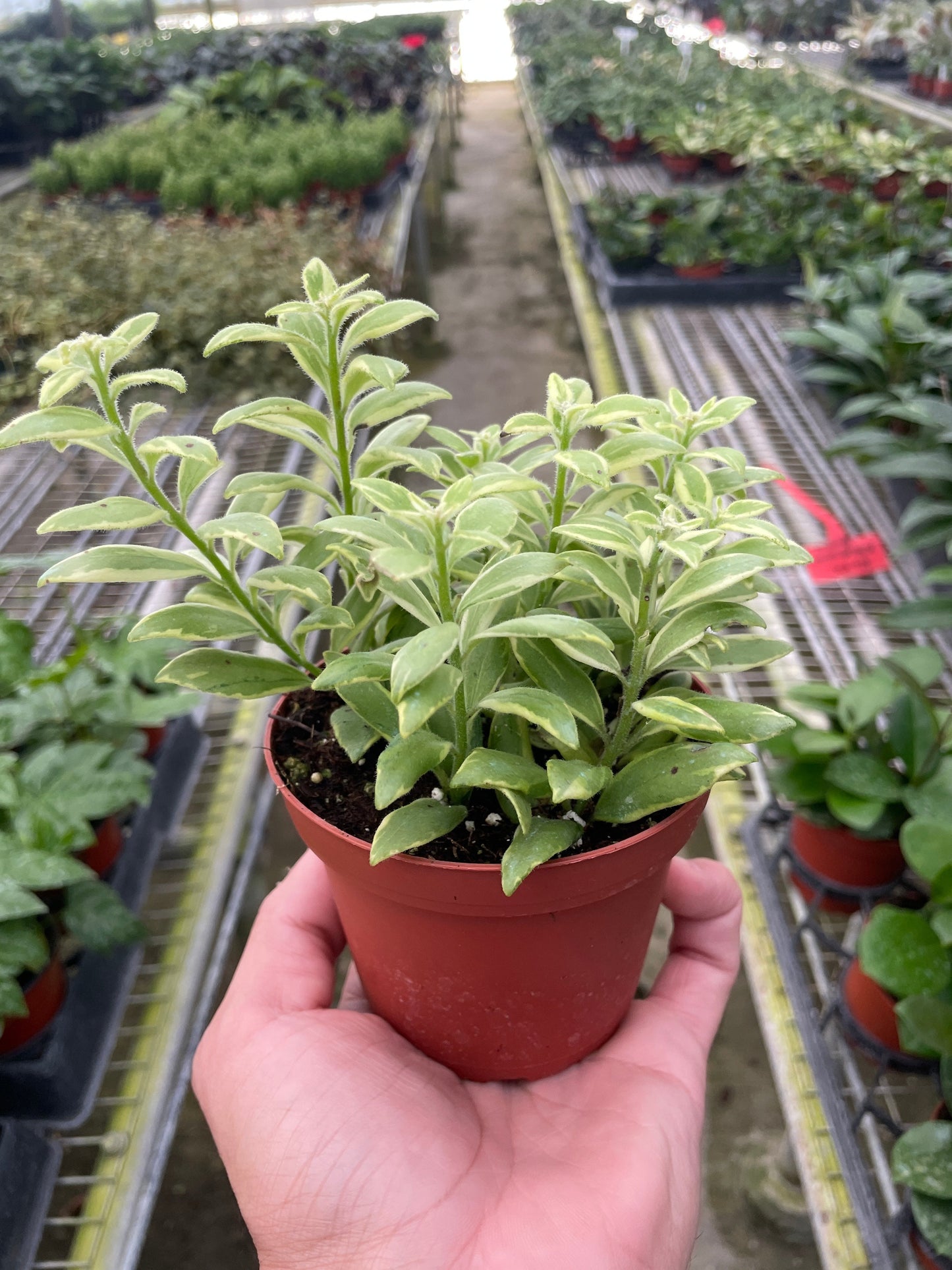 Lipstick plant 'Bolero Bicolore'