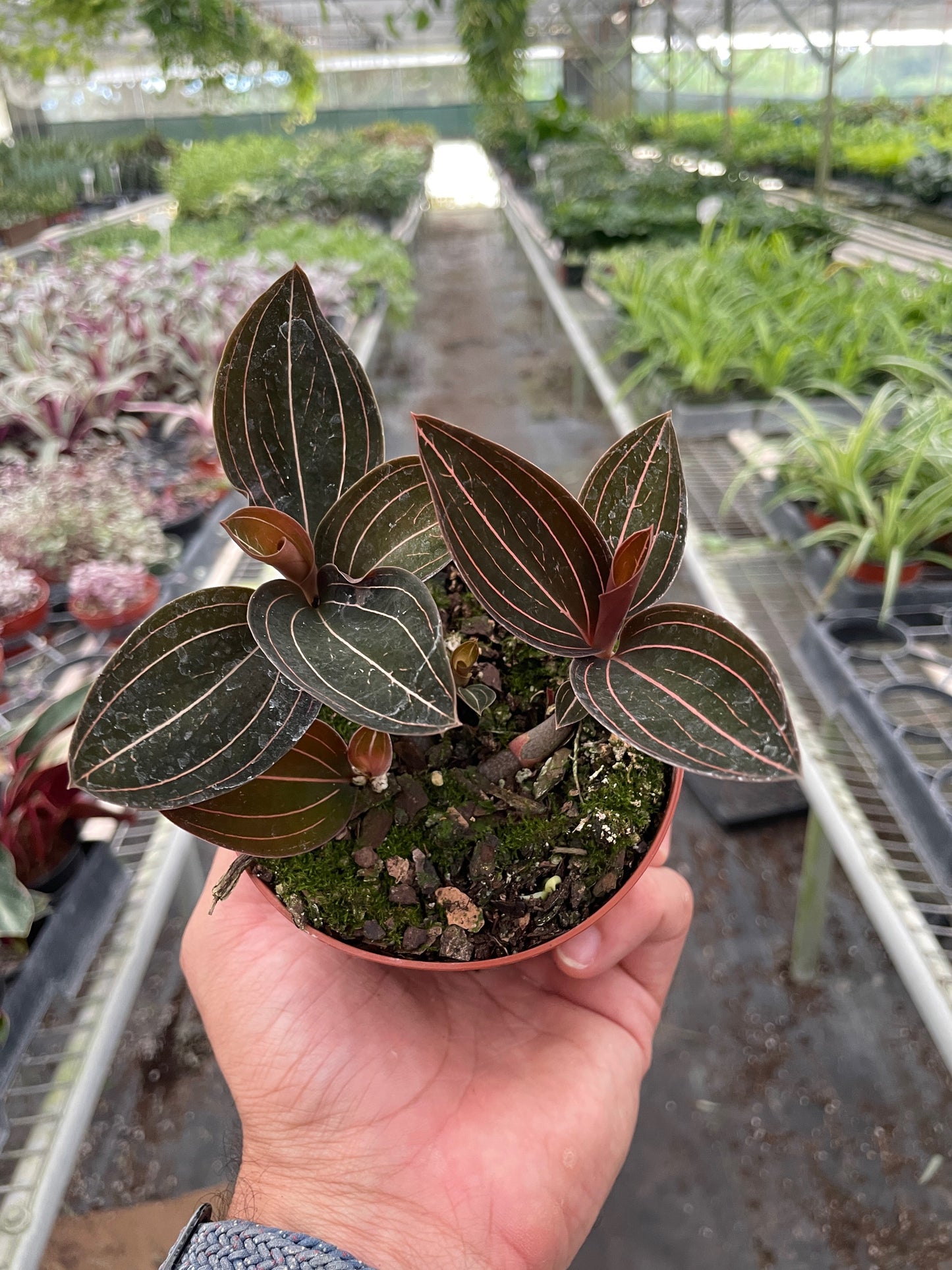 Jewel orchid