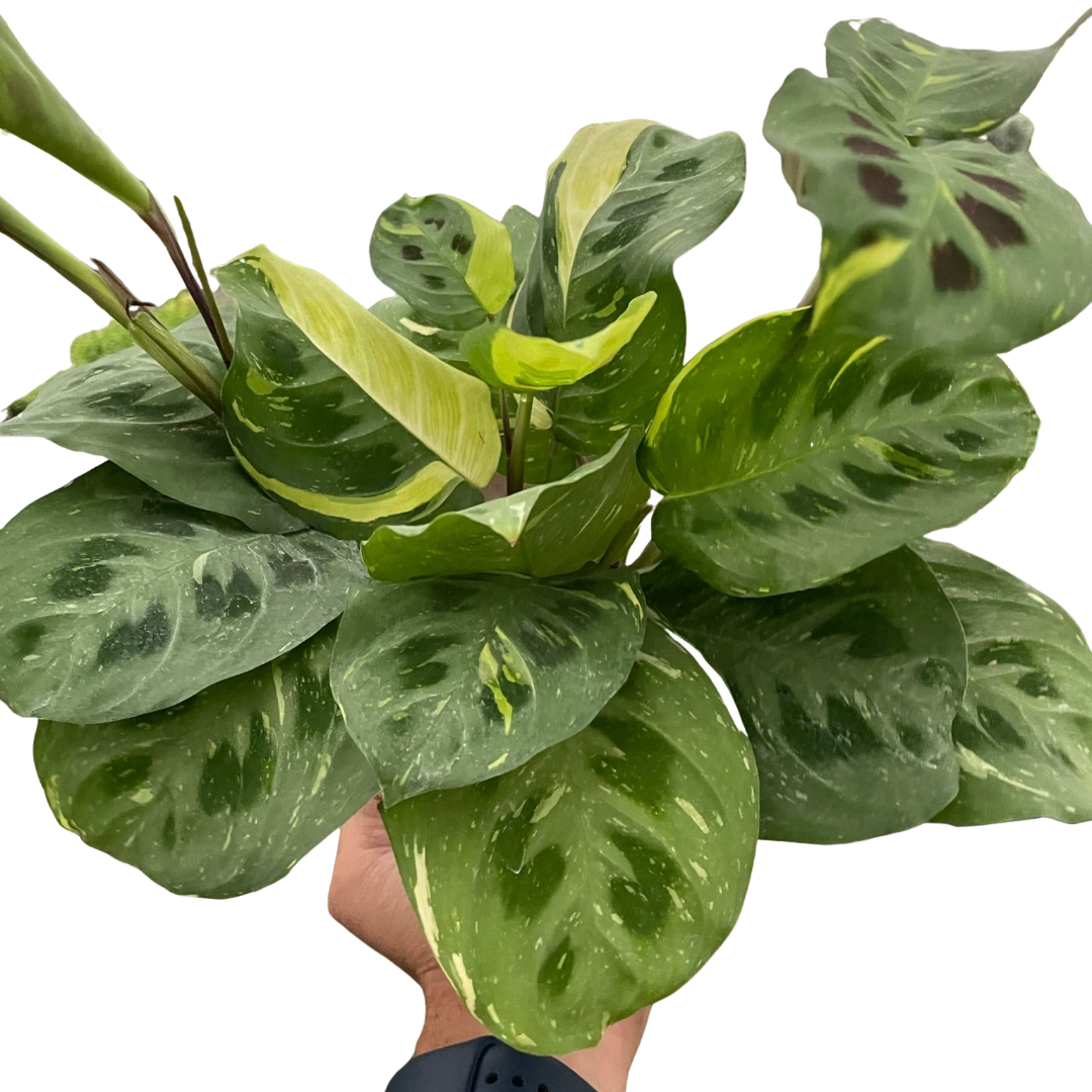 Prayer plant 'Kerchoveana Variegata'