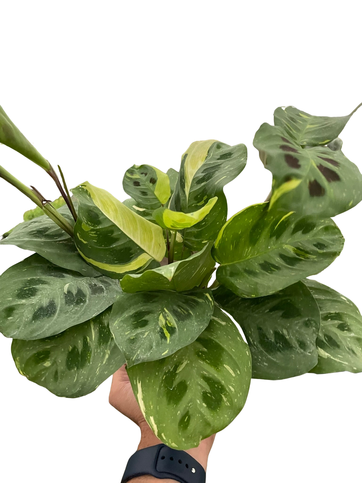 Prayer plant 'Kerchoveana Variegata'