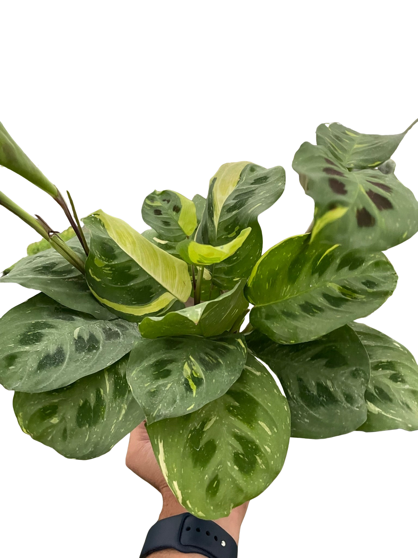 Prayer plant 'Kerchoveana Variegata'