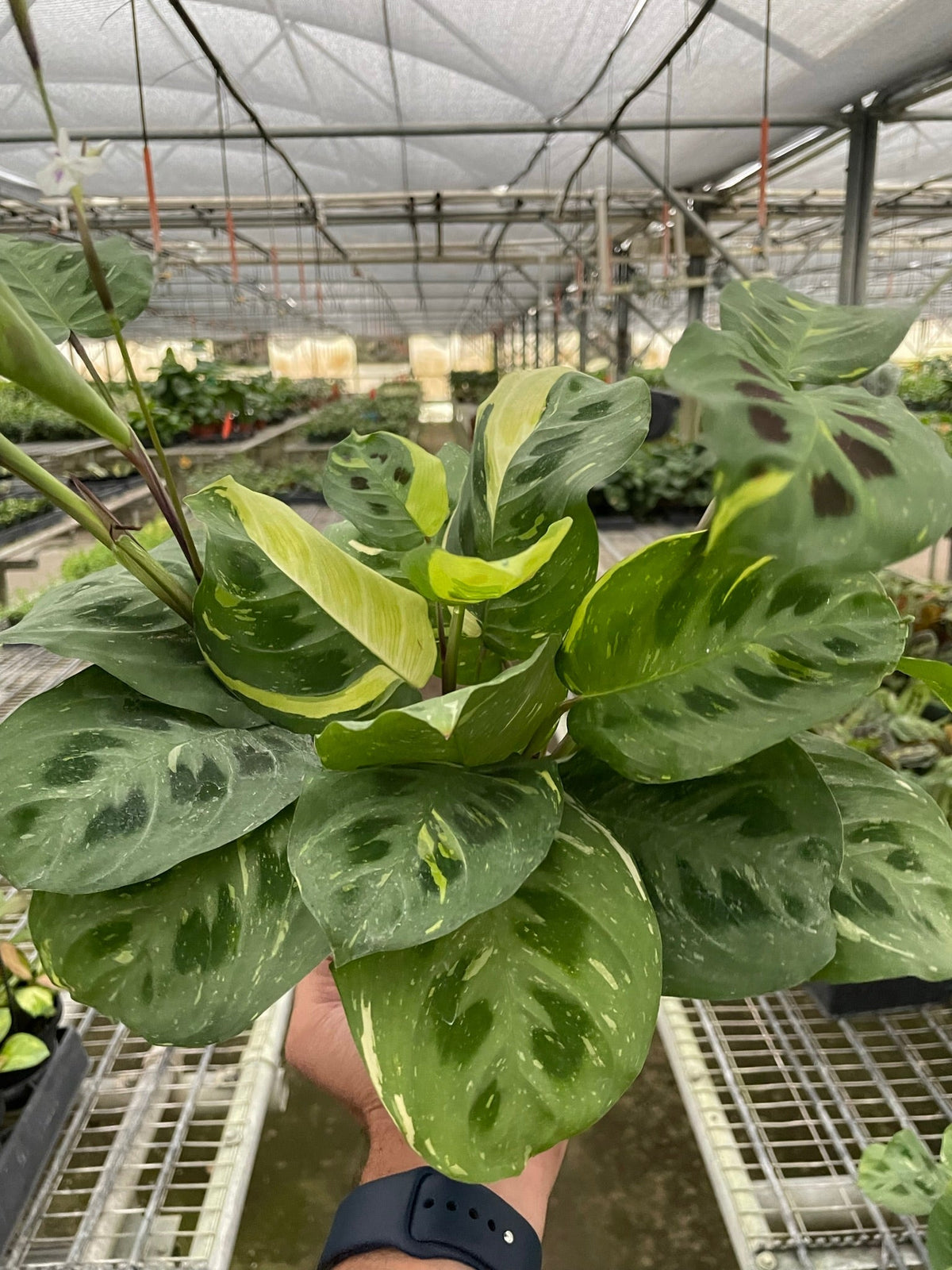 Prayer plant 'Kerchoveana Variegata'