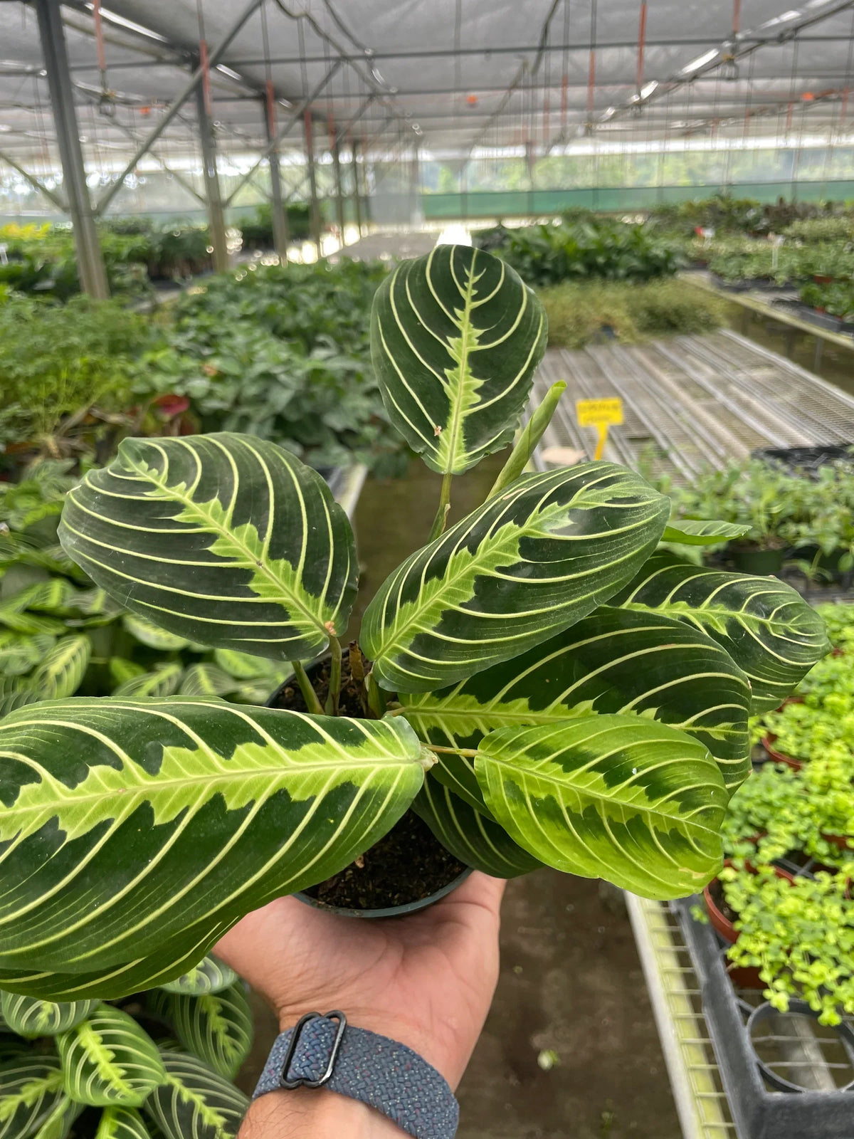 Prayer plant 'Lemon Lime'