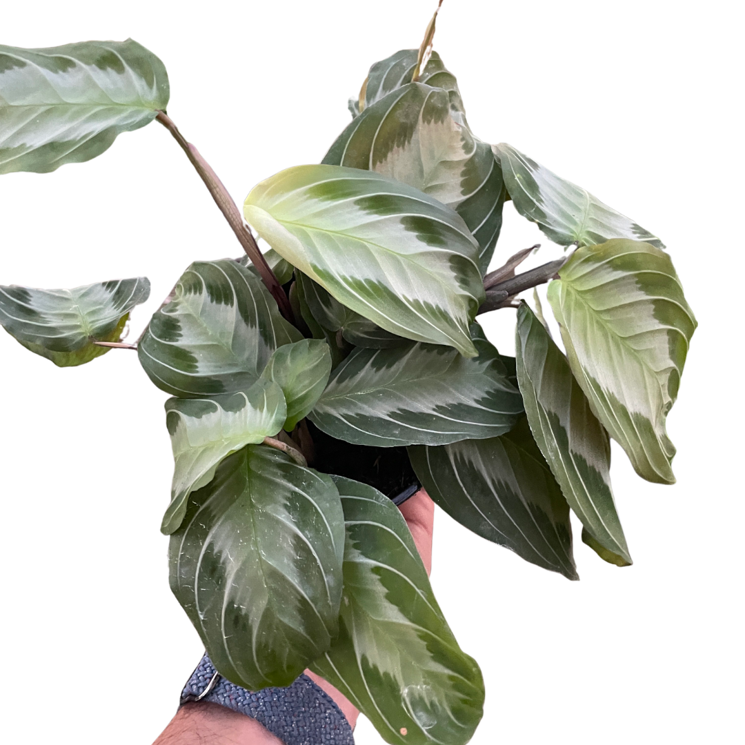Prayer plant 'Silver Band'