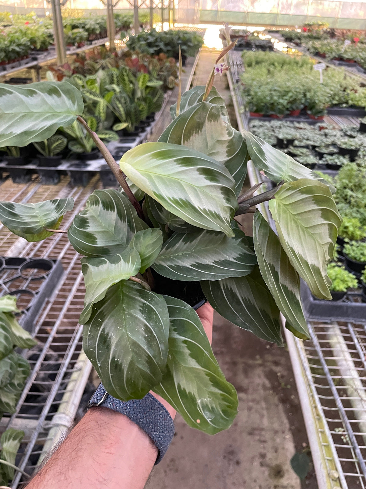 Prayer plant 'Silver Band'