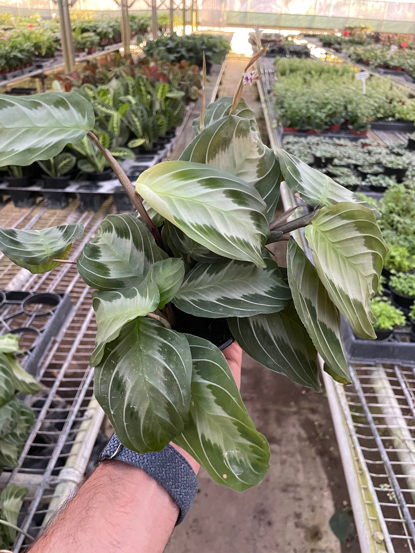 Prayer plant 'Silver Band'