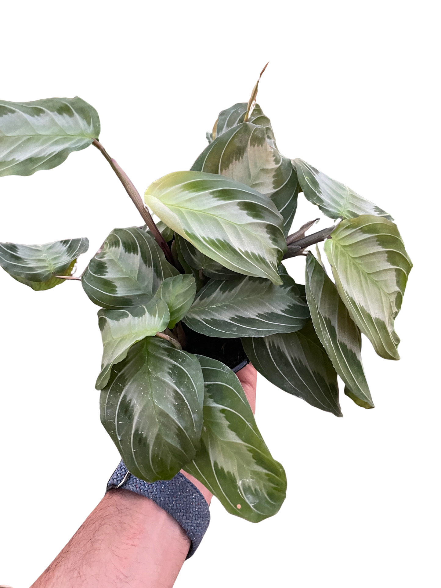 Prayer plant 'Silver Band'