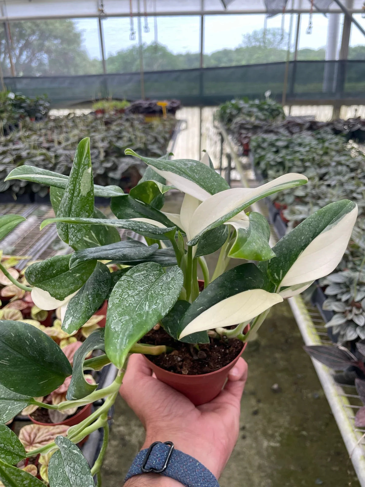 Monstera standleyana 'Albovariegata'