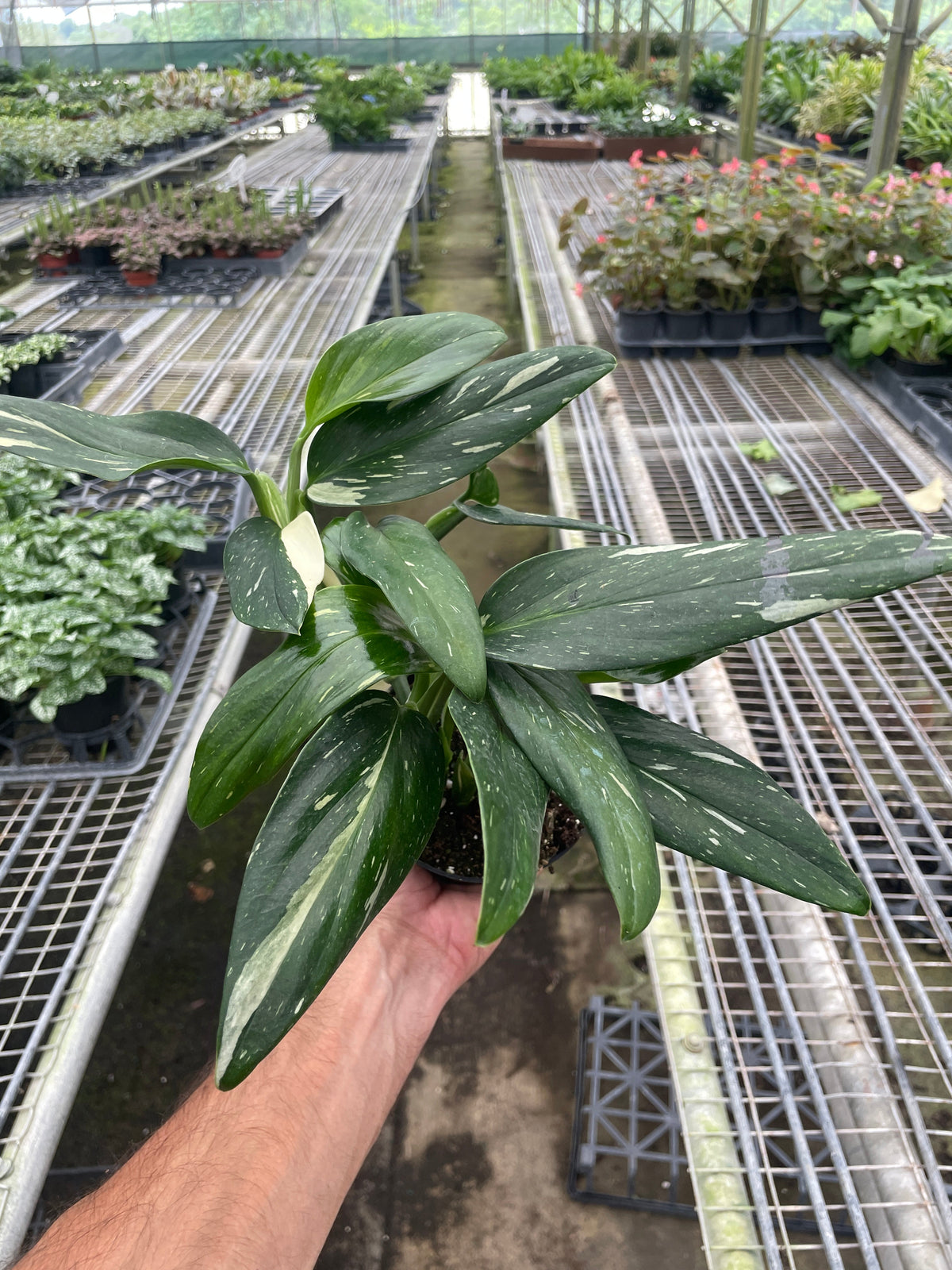 Monstera standleyana 'Albovariegata'