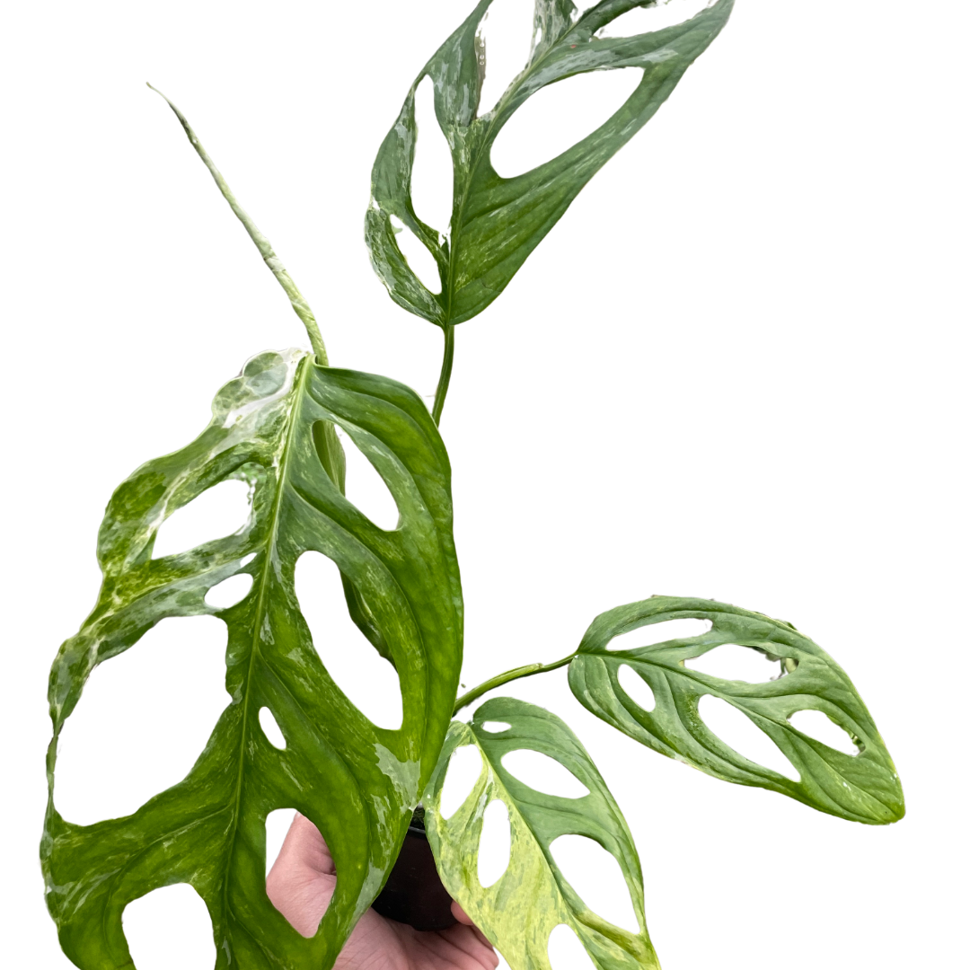 Monkey Mask 'Variegata'