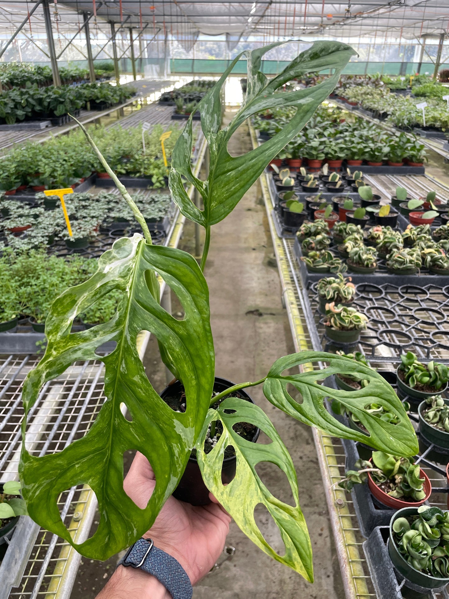 Monkey Mask 'Variegata'