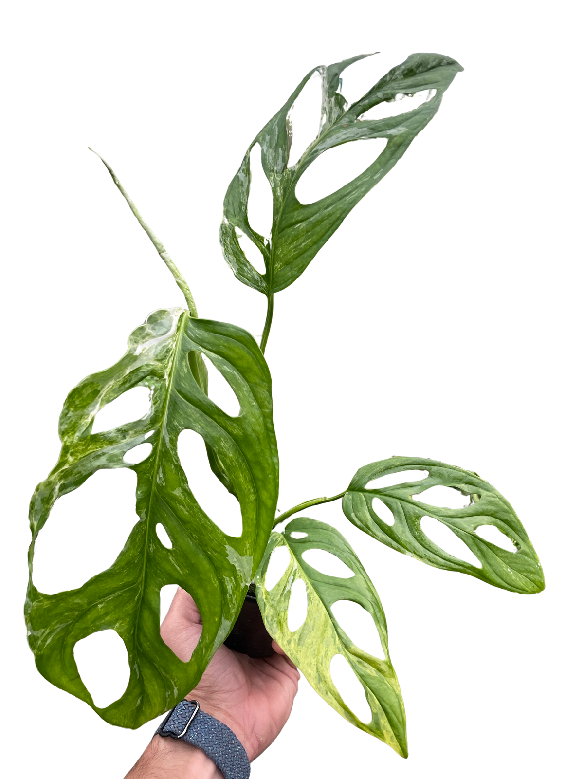 Monkey Mask 'Variegata'