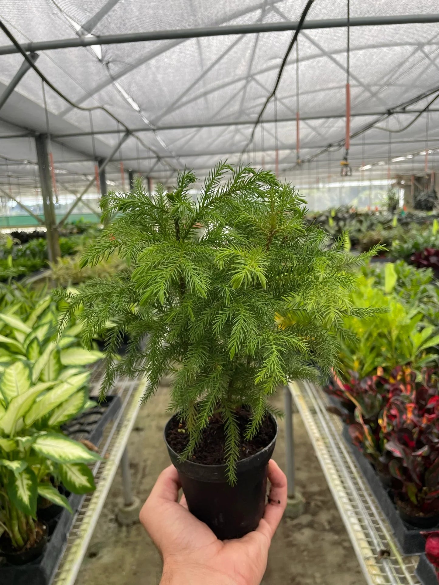 Norfolk Pine
