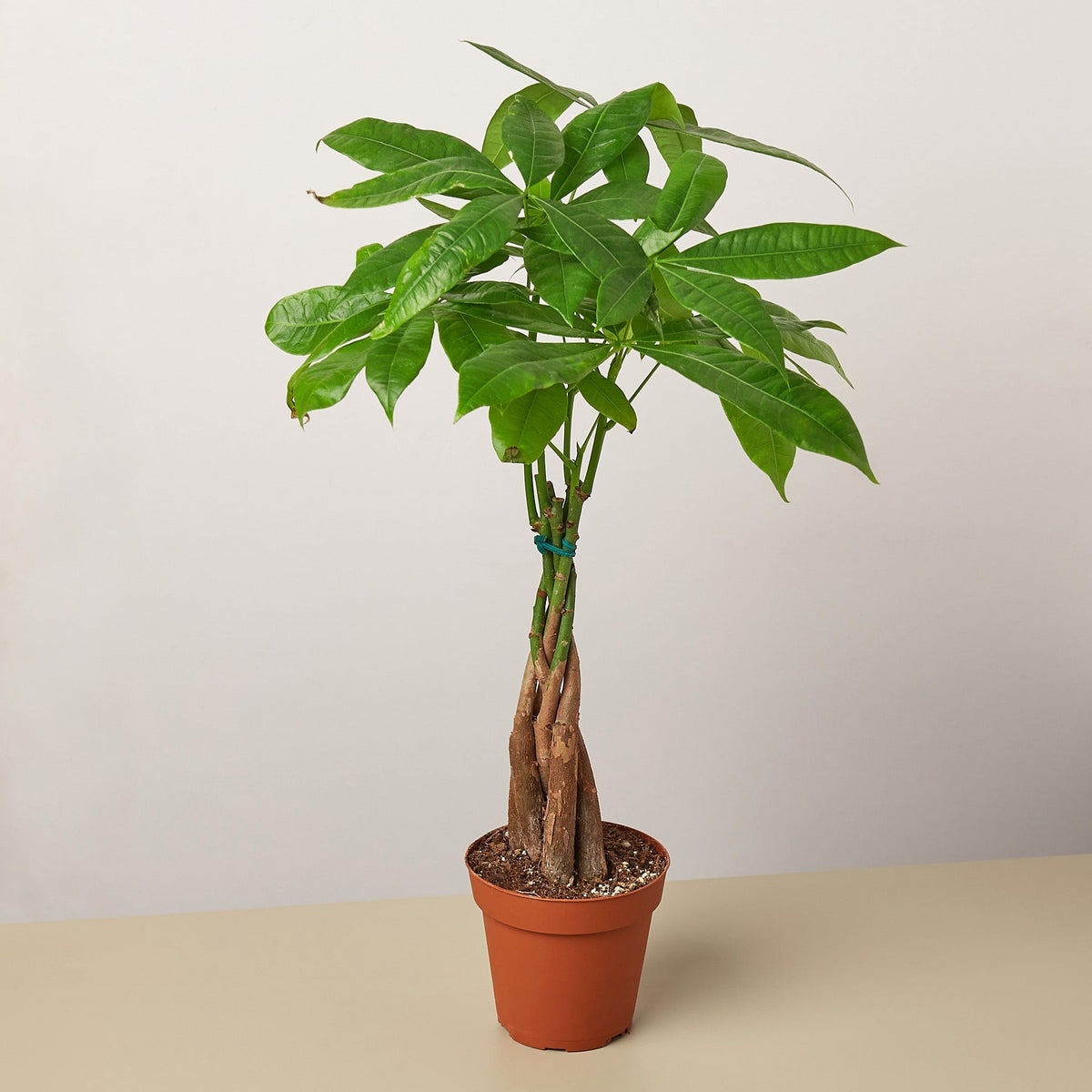 Braided Money Tree