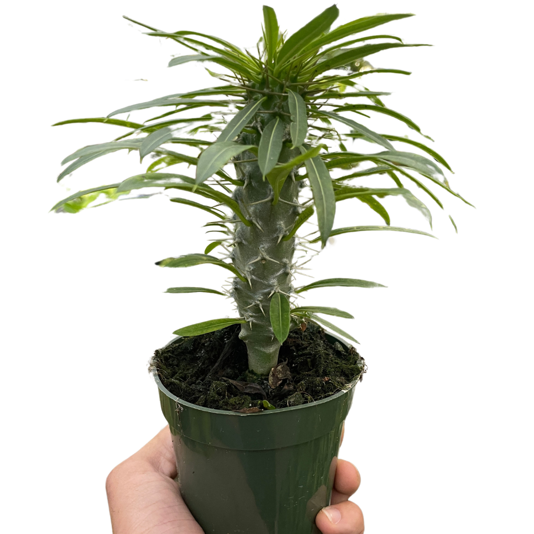 Madagascar Palm