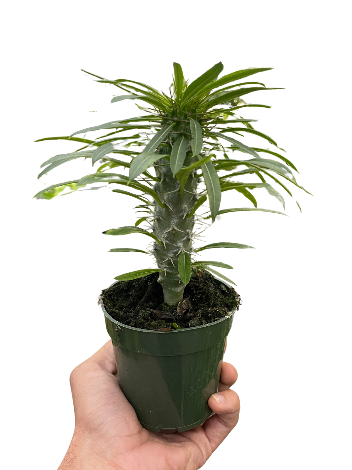 Madagascar Palm