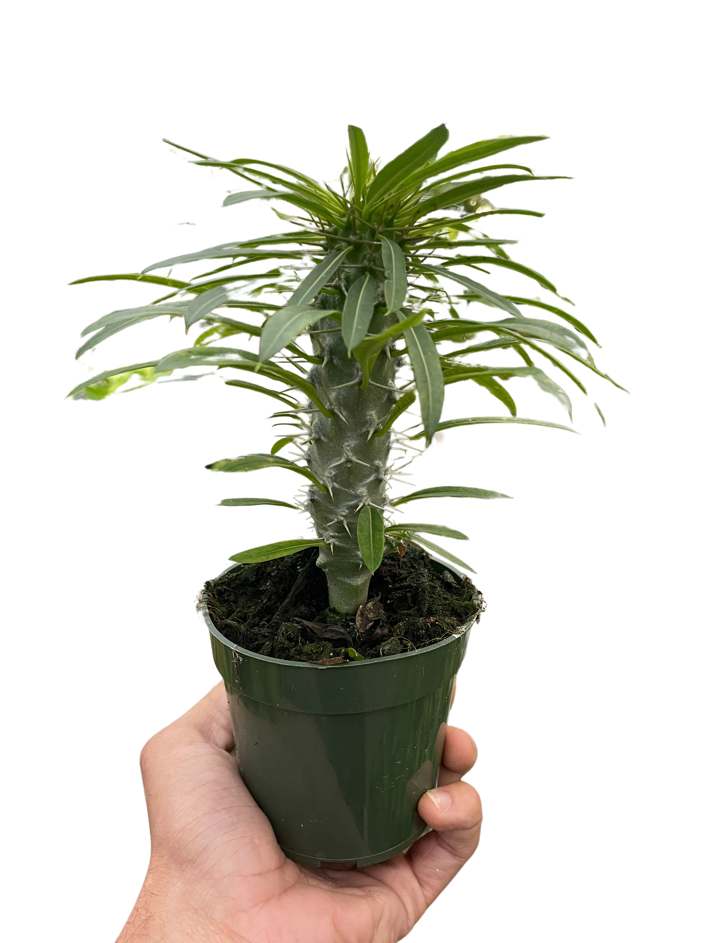 Madagascar Palm