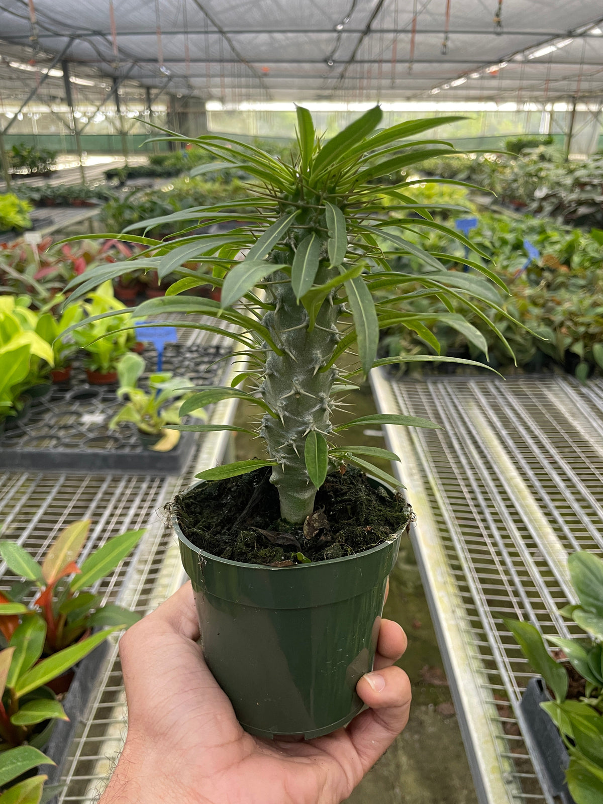 Madagascar Palm