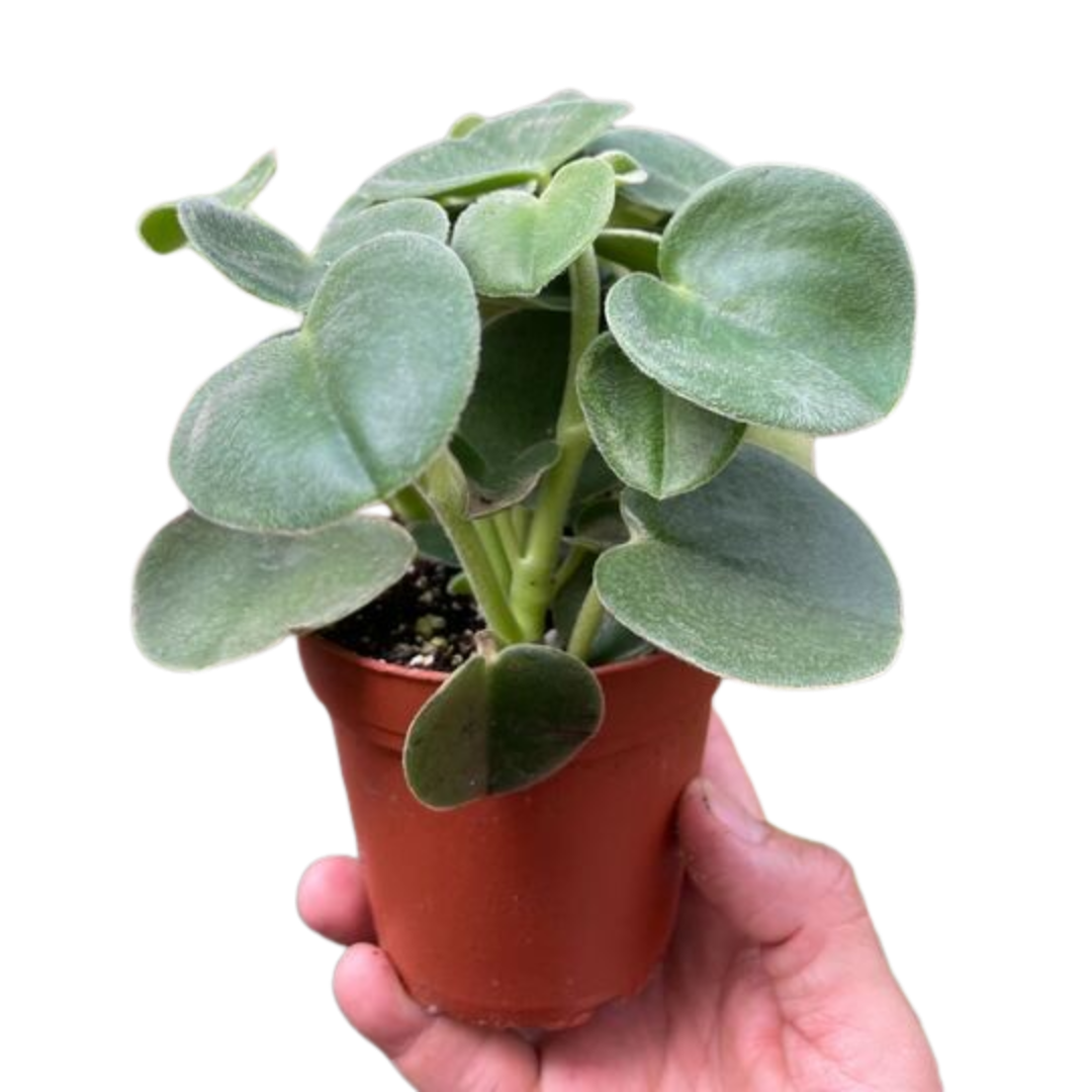 Felted Peperomia