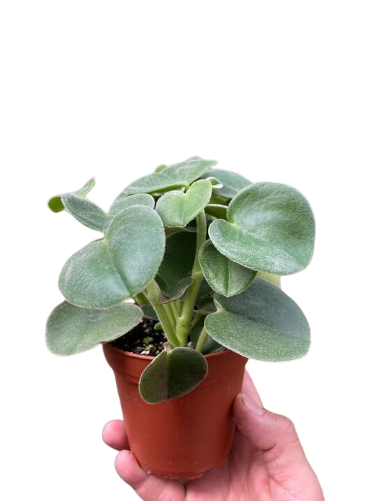 Felted Peperomia
