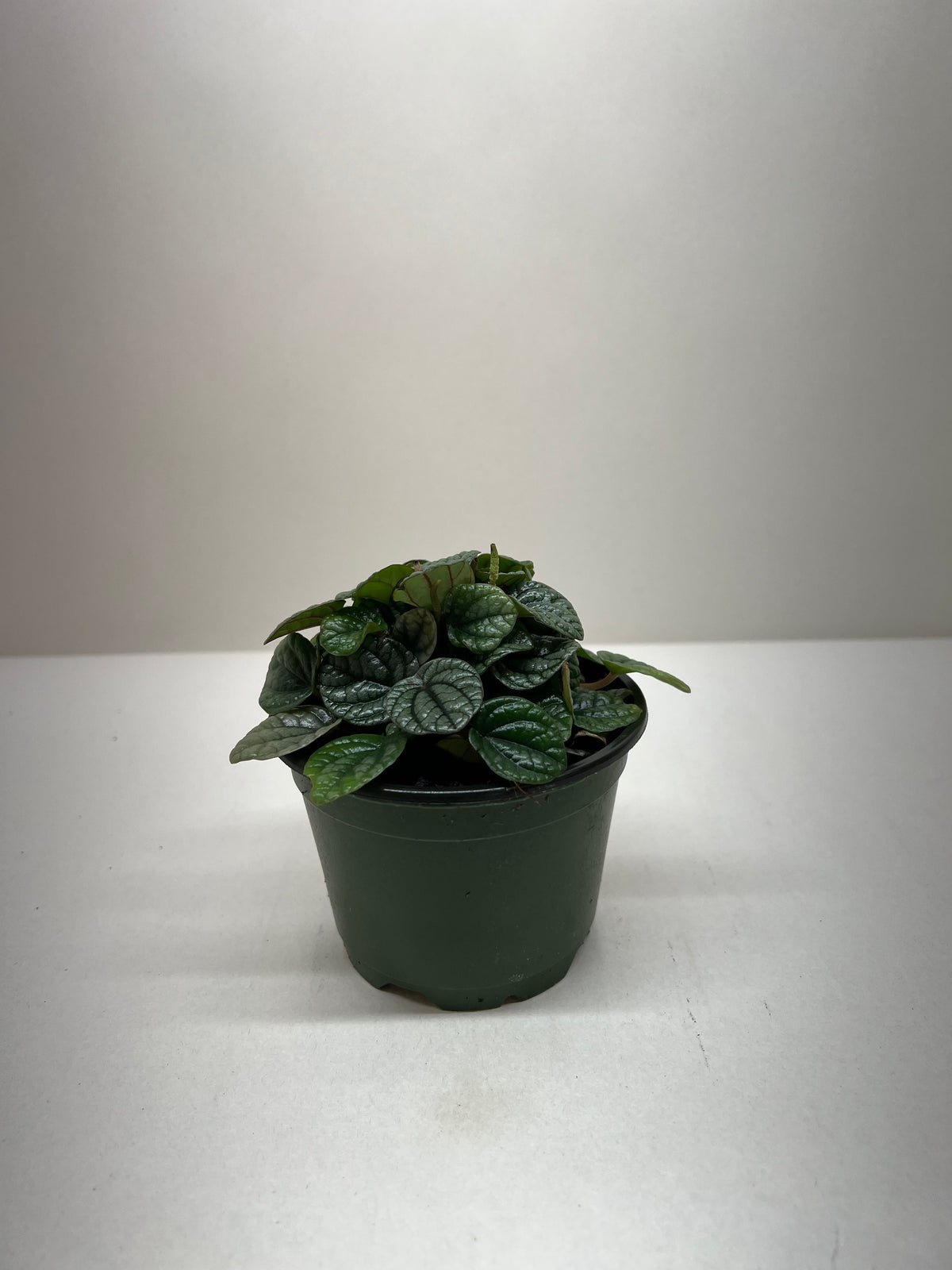 Peperomia 'Greyhound'