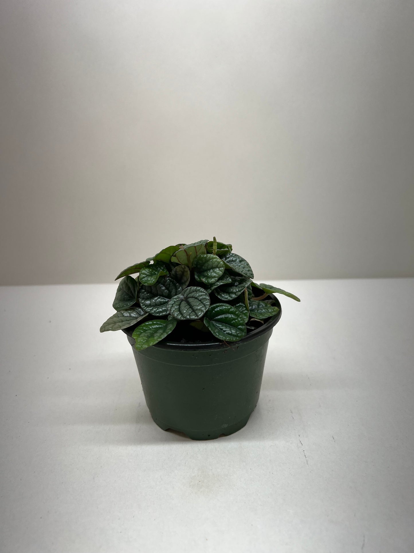 Peperomia 'Greyhound'