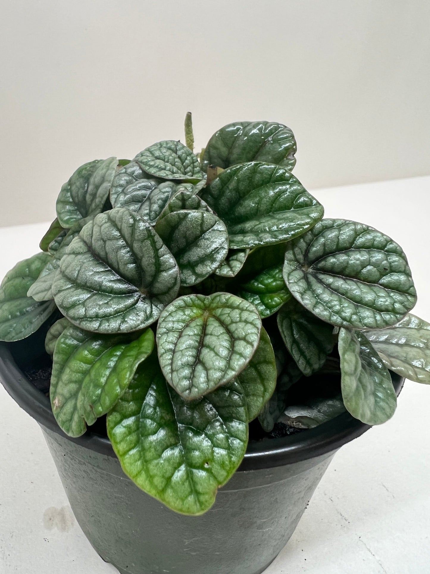 Peperomia 'Greyhound'