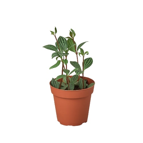 Peperomia tetragona