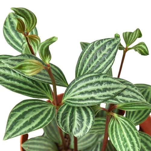 Peperomia tetragona