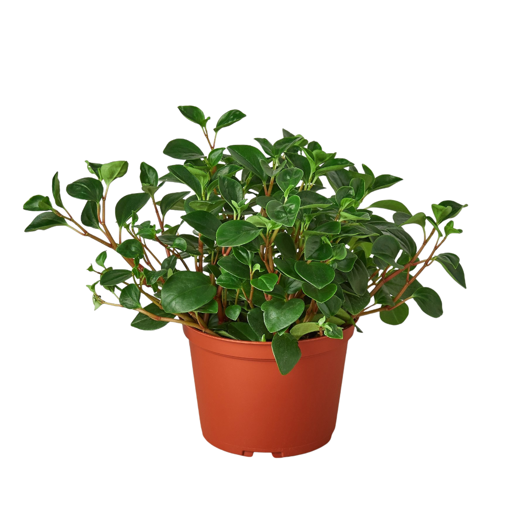 Peperomia glabella