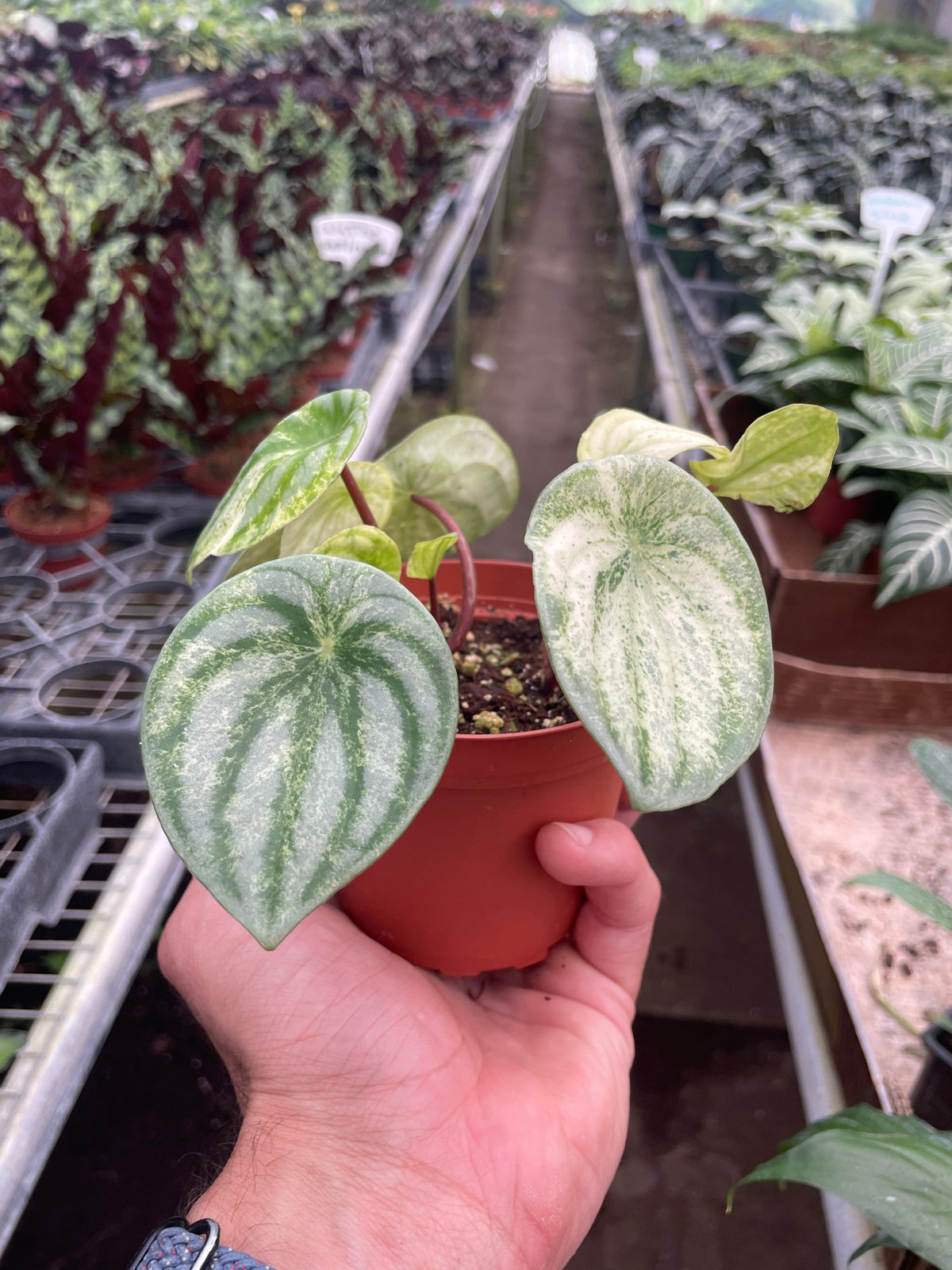 Watermelon Peperomia 'Variegated'